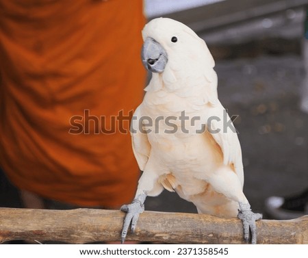 a photography of a white bird perched on a branch with a person in the background.