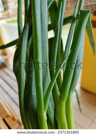 fresh green onions that have been harvested