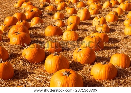 lots of orange pumkins on pumpkin farm.