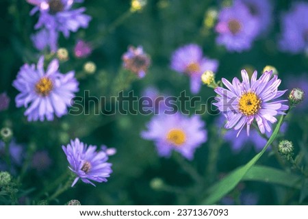 Beautiful field with Aster amellus, the European Michaelmas daisy, a perennial herbaceous plant and the type species of the genus Aster and the family Asteraceae, close up Royalty-Free Stock Photo #2371367093