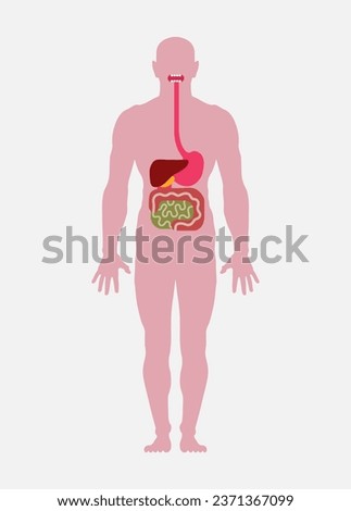 Human body (male silhouette). Schematic flat image of the digestive system (mouth, esophagus, stomach, large and small intestines, liver, gall bladder). Part of a medical poster. Vector illustration. Royalty-Free Stock Photo #2371367099