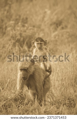 Baby baboon on top of his mother 