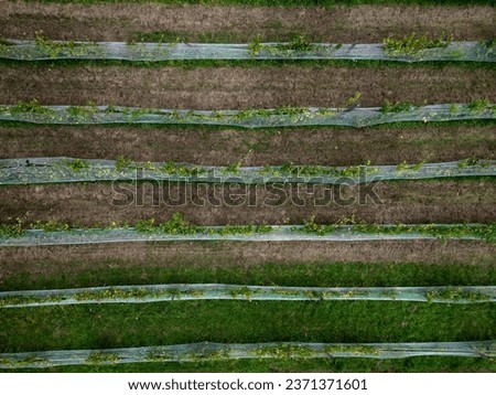 railing fencing rest area above the vineyard using red bricks creates a regular airy grid paving in stripes overgrown with lawn wooden park post, stake, flying above 