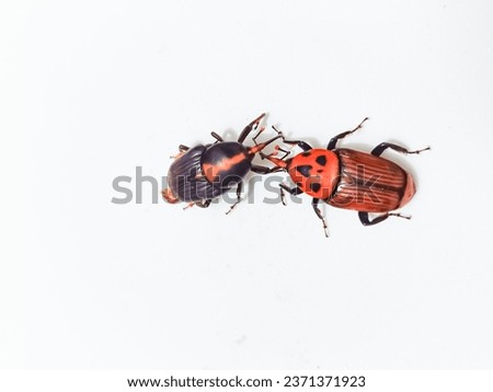 up view of isolated photo of two red palm weevil (Rhynchophorus ferrugineus) on a white background
