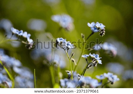 Tiny bright blue forget me not flowers, close-up, selective focus with bokeh green background. Blue flowers of true forget-me-not (Myosotis scorpioides)