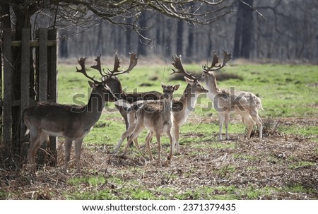 Herd of deers with nice horns in Richmond England Royalty-Free Stock Photo #2371379435
