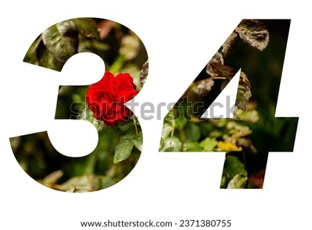 number thirty-four with a picture of a rose