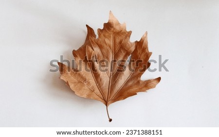 A big dried leaf. Top view of a big dried leaf isolated on white background. Selective Focus.