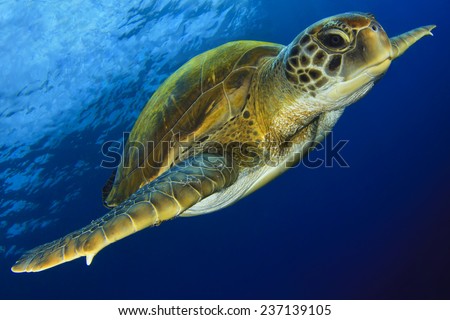 Green turtle in the blue Royalty-Free Stock Photo #237139105