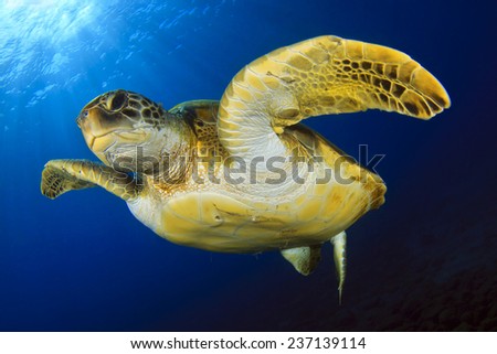 Green turtle in the blue Royalty-Free Stock Photo #237139114