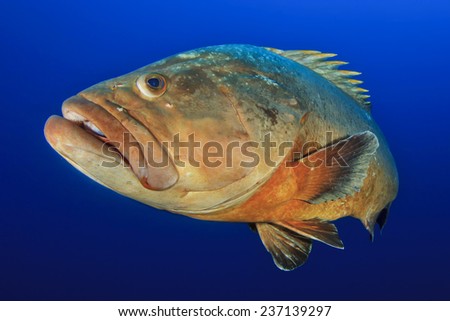 Mede's Islands grouper Royalty-Free Stock Photo #237139297