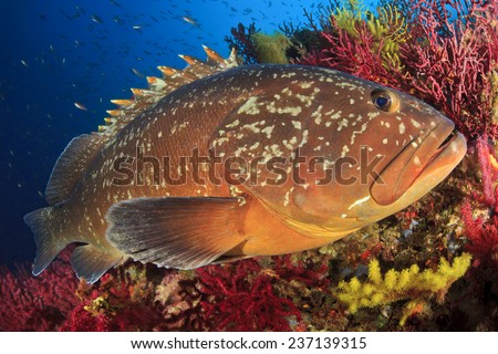 Mede's Islands grouper Royalty-Free Stock Photo #237139315