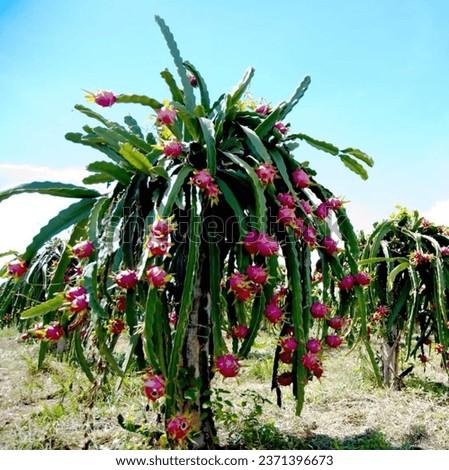 We call this plant a fruit, but actually dragon fruit is considered a cactus. They have scaly skin that can be pink or yellow, while the inner flesh may be red or white with small black seeds. The tex