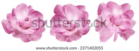 Set   pink  peonies  flowers   on white isolated background with clipping path. Closeup.  Nature. 