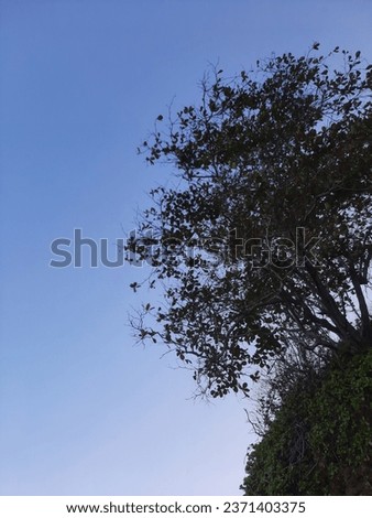 Trees on the edge of a cliff against blue sky 