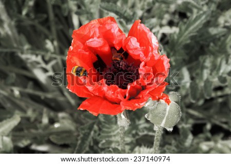 Red Flower on colorless background /Flowering Poppy / Red poppy with bees on it