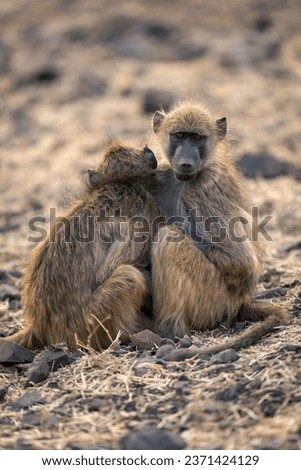 Two chacma baboons sit cuddling among rocks