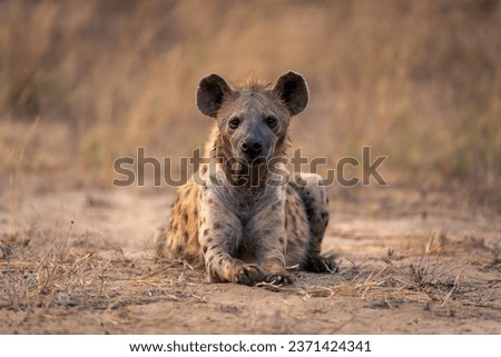 Spotted hyena lies facing camera on sand