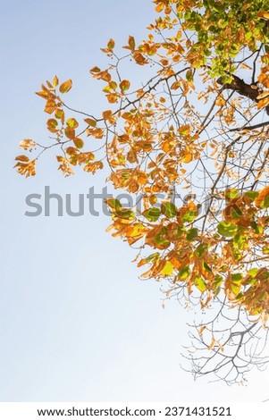 Autumn leaves against blue sky. sun shining through the brunches with yellow fall linden leaves.  