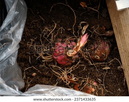 Close up of the roots bulbs plant in  a box market