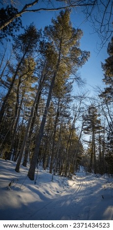 Upper Peninsula singletrack cross country ski trail