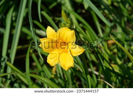 Daylily Stella de Oro yellow flower - Latin name - Hemerocallis Stella de Oro Royalty-Free Stock Photo #2371444157