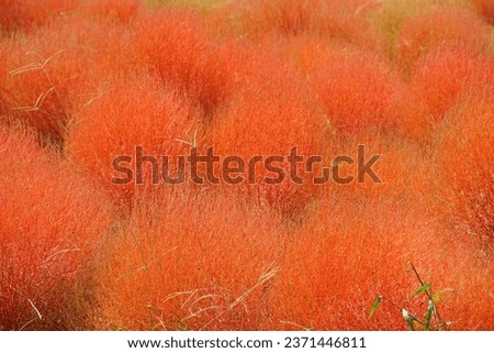 Pictures of Kochia in Color