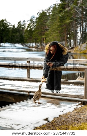 Young woman feeding a female duck a piece of bread on snowy wooden walk way by semi frozen lake in late winter early spring, Woman feeding duck white taking photo and video on her smart phone