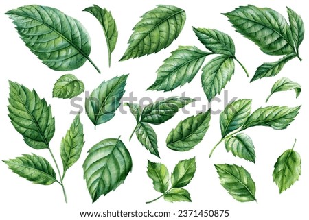 set of green leaves hand drawn illustrations with floral theme, watercolor botanical illustration