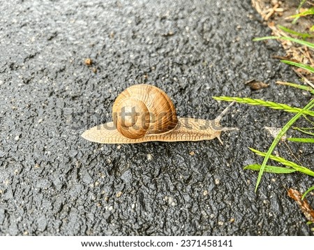 Common garden snail (Cornu aspersum) is a terrestrial pulmonate gastropod mollusc in the family Helicidae, which include the most commonly familiar land snails. Royalty-Free Stock Photo #2371458141