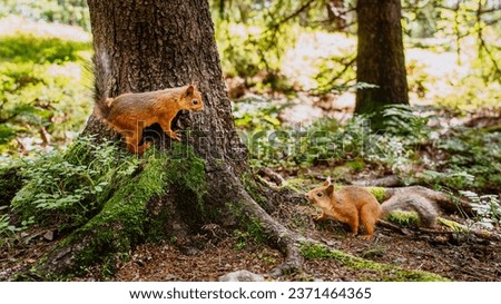 Two red squirrels playing around a tree in the beautiful green blurry forest