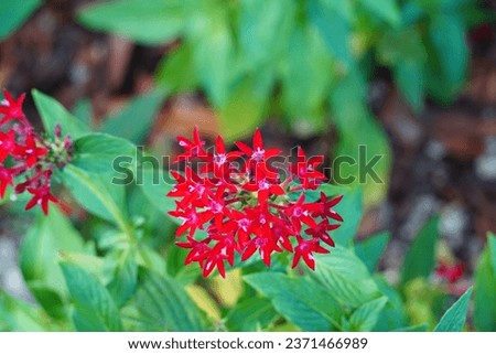 Pictures of Red Pentas Flowers