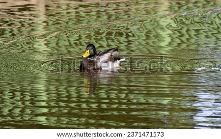 mallard duck swimming in a pond in Menden Sauerland