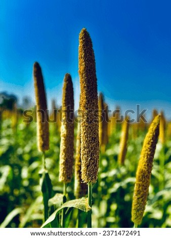 Pearl Millet a beautiful picture at village side.....