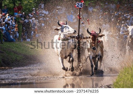 Cow racing festival is a famous tourist attractive activity annually in An Giang province, Vietnam.