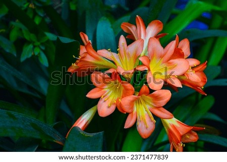 Natal lily Clivia miniata - large red flowers of a tropical plant from the collection of a botanical garden, Ukraine Royalty-Free Stock Photo #2371477839