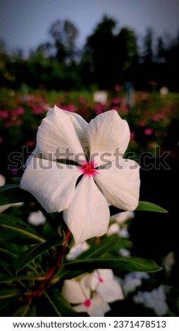 white periwinkle in the garden 