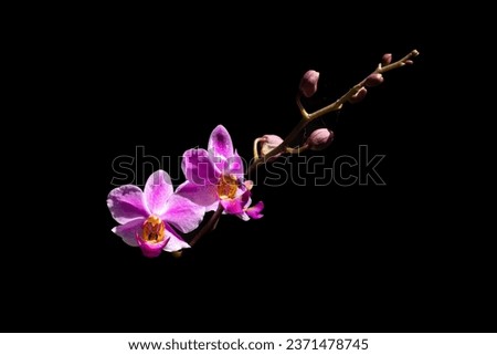 Phalaenopsis equestris is a flowering plant of the orchid genus Phalaenopsis. The inflorescence has 10 to 20 flowers of about 25 mm (1 in) diameter. Merupakan bunga anggrek dengan bunga yang kecil Royalty-Free Stock Photo #2371478745