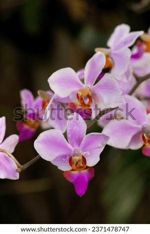 Phalaenopsis equestris is a flowering plant of the orchid genus Phalaenopsis. The inflorescence has 10 to 20 flowers of about 25 mm (1 in) diameter. Merupakan bunga anggrek dengan bunga yang kecil Royalty-Free Stock Photo #2371478747