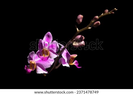 Phalaenopsis equestris is a flowering plant of the orchid genus Phalaenopsis. The inflorescence has 10 to 20 flowers of about 25 mm (1 in) diameter. Merupakan bunga anggrek dengan bunga yang kecil Royalty-Free Stock Photo #2371478749
