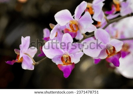 Phalaenopsis equestris is a flowering plant of the orchid genus Phalaenopsis. The inflorescence has 10 to 20 flowers of about 25 mm (1 in) diameter. Merupakan bunga anggrek dengan bunga yang kecil