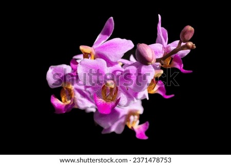Phalaenopsis equestris is a flowering plant of the orchid genus Phalaenopsis. The inflorescence has 10 to 20 flowers of about 25 mm (1 in) diameter. Merupakan bunga anggrek dengan bunga yang kecil Royalty-Free Stock Photo #2371478753
