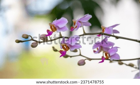 Phalaenopsis equestris is a flowering plant of the orchid genus Phalaenopsis. The inflorescence has 10 to 20 flowers of about 25 mm (1 in) diameter. Merupakan bunga anggrek dengan bunga yang kecil Royalty-Free Stock Photo #2371478755