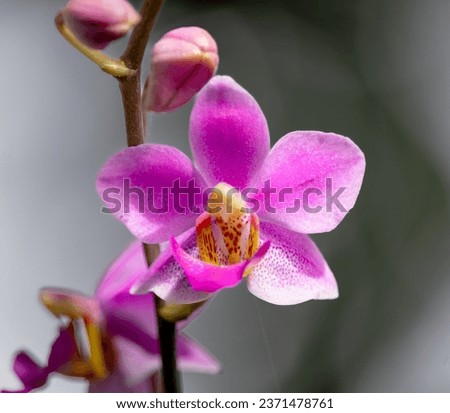 Phalaenopsis equestris is a flowering plant of the orchid genus Phalaenopsis. The inflorescence has 10 to 20 flowers of about 25 mm (1 in) diameter. Merupakan bunga anggrek dengan bunga yang kecil Royalty-Free Stock Photo #2371478761