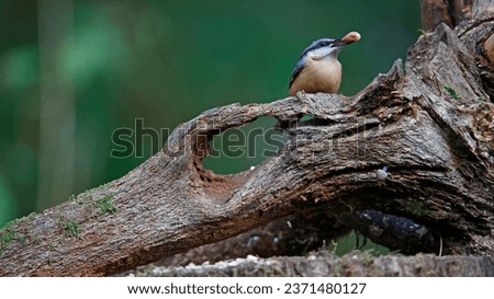 Nuthatch perched on a log