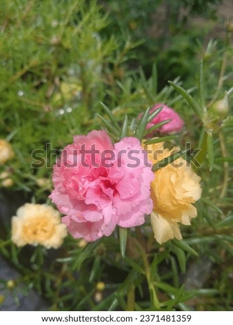 beautiful rose and yellow Portulaca flowers bloom in morning