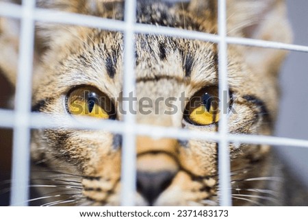 The cat's eyes are staring. Royalty-Free Stock Photo #2371483173