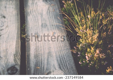 wooden footpath on the bog with autumn colored flora - retro, vintage style look