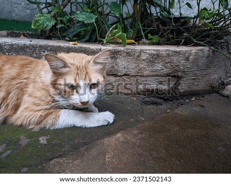 jakarta, indonesia.06-10-2023 : photo of an orange cat lying down