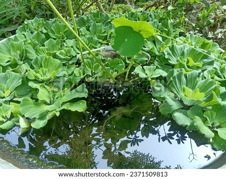 This is a butterfly plant that grows in water. The leaves are green. Inside there are ornamental fish.